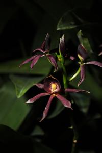 Guarechea Black Comet