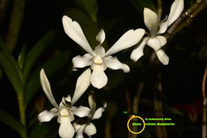 <i>Dendrobium</i> Indonesia Bisa