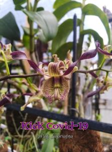 Dendrobium Kick Covid - 19