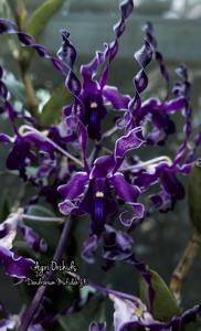 Dendrobium Mufidah J.K.