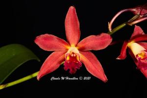 <i>Myrmecocattleya</i> Adrian Hamilton