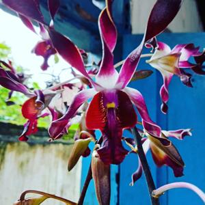 Dendrobium Budi Setiawan