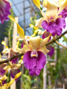 Dendrobium King Gajayana
