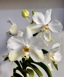 <i>Vanda</i> Gugmang Lunsay