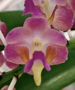 <i>Perreiraara</i> Inda Sullivan Tinney