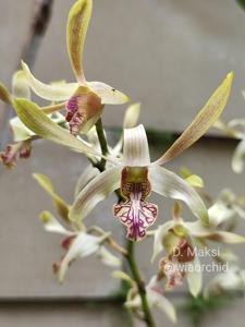 <i>Dendrobium</i> Maksi