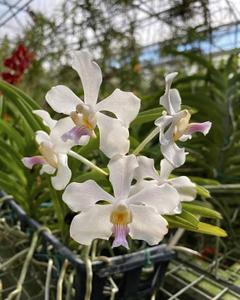 <i>Vanda</i> Julian Shaw