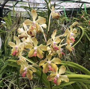 Vanda Jayme D'Cunha