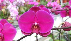 <i>Phalaenopsis</i> DO Red Rose