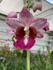 Gastrophaius Humble Phantom