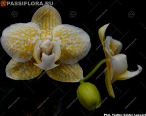 Phalaenopsis Yaphon Golden Leopard