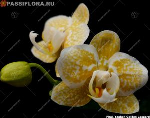 Phalaenopsis Yaphon Golden Leopard