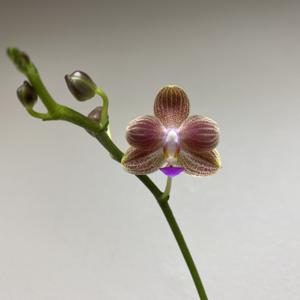 Phalaenopsis MD's Mercy Me