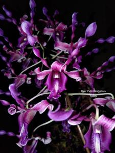 <i>Dendrobium</i> Putri Rengganis