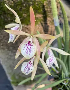 Encyvola Hamlyn's Tallawah