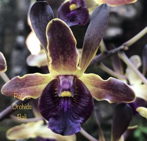 Dendrobium Denny Hardianto