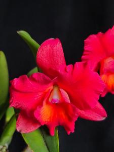 Rhyncholaeliocattleya Exotic Ruby Eyes