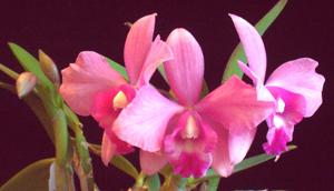 Rhyncholaeliocattleya Exotic Ruby Eyes