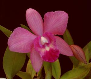 Rhyncholaeliocattleya Exotic Ruby Eyes
