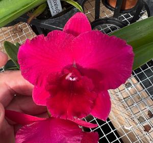 Rhyncholaeliocattleya Galactic Glow