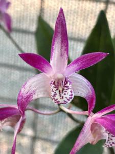 <i>Dendrobium</i> Sideshow Alley