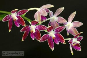 <i>Phalaenopsis</i> Mem. Horst Zeltner