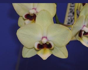 <i>Phalaenopsis</i> Charming Little Bow