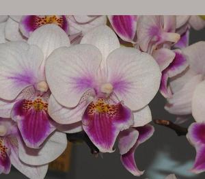 <i>Phalaenopsis</i> Charming Pretty Heart