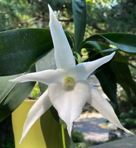 <i>Angraecum</i> Lai's Star