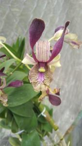 Dendrobium Ratu Malika
