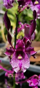 Dendrobium Ramadhanis