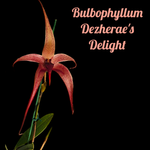 Bulbophyllum Dezherae's Delight