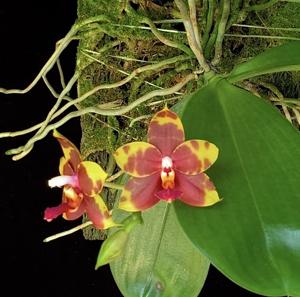 Phalaenopsis Wai Ron's Magic