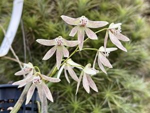 Dendrobium Amphion Aglaea