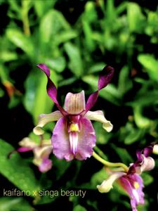 <i>Dendrobium</i> Novia Setiawan