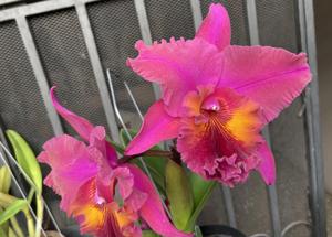 Rhyncholaeliocattleya Memoria Antonia Murillo Zuniga