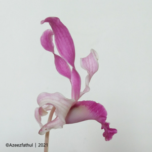<i>Dendrobium</i> Mem. Wahyu Permata Rusdiana