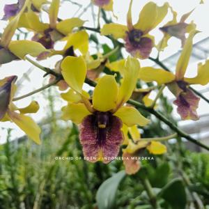 Dendrobium Indonesia Merdeka
