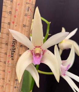 <i>Dendrobium</i> Olga