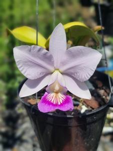 Cattleya Shinfong Wish