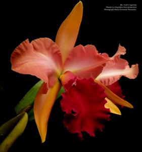 Rhyncholaeliocattleya Graf's Capricho