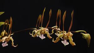 Dendrobium Nagarakretagama