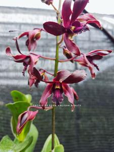 Dendrobium Alisha Beauty