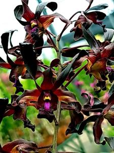 Dendrobium Alisha Beauty