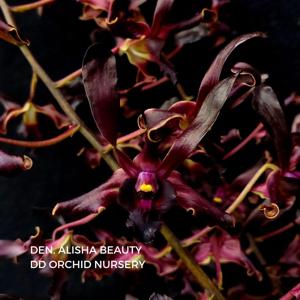 Dendrobium Alisha Beauty