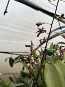 <i>Dendrobium</i> Lavater's Lavender