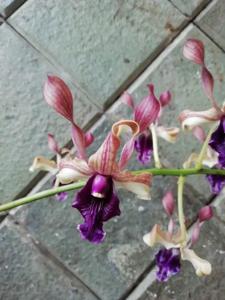 Dendrobium Shining Batu