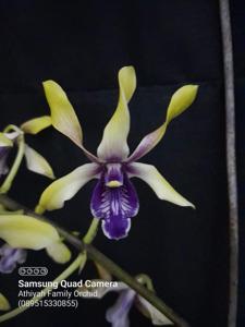 Dendrobium Shining Batu