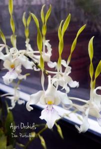 <i>Dendrobium</i> Puntadewa