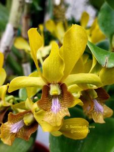 Dendrobium Sunrise of Java